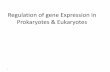 Regulation of gene Expression in Prokaryotes & Eukaryotes€¦ · •In eukaryotes expression of gene into proteins can be controlled at various locations 3/9/2017 11. Control of