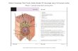 Netter's Histology Flash Cards: Adobe Reader DC (two-page ...€¦ · Netter's Histology Flash Cards: Adobe Reader DC (two-page view in full screen mode) Phase 1: activate short-term