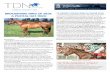 BROODMARE SIRES OF 2019: 12 HORSES STOLEN FROM AL … · TDN EUROPE • PAGE 2 OF 6 • THETDN.COM TUESDAY • 7 JANUARY 2020 Galileo | Coolmore Broodmare Sires of 2019 Cont. from