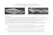 4 June 2003 Giardia lamblia and Giardiasis · 4 June 2003 Giardia lamblia and Giardiasis With Particular Attention to the Sierra Nevada By Robert L. Rockwell Figure 1. Trophozoite