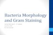 Bacteria Morphology and Gram Staining - STEMPREP 2013...•Simple Stain- one dye, view bacterial shape, size and arrangement. •Differential stain- uses two different dyes in order