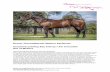 Dream Thoroughbreds Meliora Syndicate Unnamed …...Dream Thoroughbreds Pty Ltd may continue to advertise shares in the unnamed yearling bay colt 2016 by I Am Invincible out of Meliora
