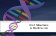 DNA Structure & Replication - Enzymes in DNA Replication â€¢ The principle enzyme involved in DNA replication