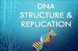 DNA Structure & Replication - Jaguar DNA REPLICATION â€¢DNA Replication is the copying process by which