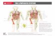 THE LYMPHATIC SYSTEM · THE LYMPHATIC SYSTEM PS54 15M 6/19 Lymph nodes are small structures that contain lymphocytes. Lymph vessels connect the lymph nodes. Peripheral lymph nodes