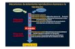 Mecanismos de aislamiento reproduc1vo o barreras a la hibridación · 2017-01-29 · Aislamiento prezigótico Aislamiento postzigótico Especie A Mecanismos de aislamiento reproduc1vo