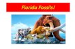 Fossils are Fun! · 2017-09-27 · Florida Fossils! Activity Instructions • Divide up into groups • Open up box. Spread the fossils on the table. Do not remove fossils from bag