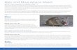 Rats and mice advice sheet - animalaid.org.uk€¦ · Rats and Mice Advice Sheet What can you do to deter them? Rats and mice have co-existed with human beings for centuries and,