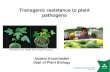 Transgenic resistance to plant pathogens - EPBC€¦ · Transgenic resistance to plant pathogens Anders Kvarnheden Dept of Plant Biology Gonsalves et al. (2000) Plant Health Progress