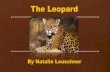 Natalies's Zoo Project Leopard Final - Deer Valley Unified ......The Leopard’s Behavior • Leopards are solitary (they like to be alone). • Leopard cubs live with their mothers