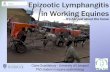 It’s not just about the horse · (epizootic lymphangitis) in carthorses in Ethiopia. Vet. J. 172, 160-165. •Al-Ani, F.K. (1999) Epizootic Lymphangitis in horses: A review of the