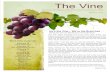 The Vine - firstumcbangor.files.wordpress.com · vine, we as the fruit of Christ will only grow and be nourished when we are attached to The Vine. Jesus says, “I am the vine, you