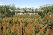 Technology: What is in the Sorghum Pipeline...Dhurrin Content in Sorghum (Sorghum bicolor L. Moench) Genome-wide association analysis (GWAS) using a panel of 700 diverse converted