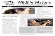 Wildlife Matters Winter 2010 - St. Francis Wildlife · Wildlife Matters Quarterly newsletter of the St. Francis Wildlife Association St. Francis Wildlife is a local, nonprofit organization