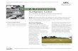Home & Environment · COOPERATIVE EXTENSION SERVICE • UNIVERSITY OF KENTUCKY COLLEGE OF AGRICULTURE, LEXINGTON, KY, 40546 Home & Environment In this Publication • Brown Turfgrass