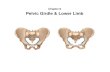 Chapter 8 Pelvic Girdle & Lower Limbmc3cb.com/.../C8_2_pelvic_girdle_lower_limb_s2014.pdf · Lower Limb • lower limb divided into four regions containing 30 bones per limb – femoral