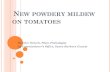 New powdery mildew on tomatoes - Santa Barbara Countycesantabarbara.ucanr.edu/files/198869.pdf · NEW POWDERY MILDEW ON TOMATOES Heather Scheck, Plant Pathologist Ag Commissioner’s