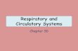 Respiratory and Circulatory Systems · Respiratory and Circulatory Systems Chapter 30 . THE HEART AND CIRCULATION 30.3 . Key Concept ... circulatory system transports materials throughout