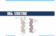 DNA: STRUCTURE - Weebly€¦ · §DNA strands are connected by the nitrogen base §Adenine can only pair with thymine (and vice versa) §Guanine can only pair with cytosine (and vice