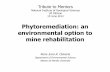 Phytoremediation: an environmental option to mine ...rwg-tag.bravehost.com/Conferences/Tribute/Claveria.pdf · Phytoremediation: an environmental option to mine rehabilitation Rene