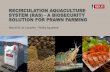 RECIRCULATION AQUACULTURE SYSTEM (RAS) - A … · Recirculating aquaculture system (RAS) is a technology for farming of aquatic animals in which the process water is continuously