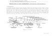 BIOLOGY OF SHRIMP ( Penaeus monodonstaff.unila.ac.id/gnugroho/files/2020/04/Biology-of-Shrimp.pdf · BIOLOGY OF SHRIMP ( Penaeus monodon) 1. Introduction: P. monodon, the giant tiger
