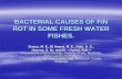 BACTERIAL CAUSES OF FIN ROT IN SOME FRESH - …...BACTERIAL CAUSES OF FIN ROT IN SOME FRESH WATER FISHES. Enany, M. E., El Sayed, M. E., Diab. A. S., Hassan, S. M., and El – Gamal,