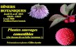 Plantes sauvages · 2019-10-22 · © Gilles Ayotte 2013  UL/FSAA/Phytologie (Compétence 2000) Présentations