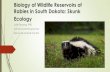 Biology of Wildlife Reservoirs of Rabies in South Dakota ...s3.amazonaws.com/onehealth-wp/content/uploads/2018/... · radio-collared skunks in North Dakota during an epizootic of