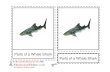 Parts of a Whale Shark - Montessori Helpermontessorihelper.com/PartsofAWhaleSharkAge6to9.pdf · 2019-01-20 · Parts of a Whale Shark Parts of a Whale Shark The whale shark is targeted