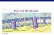 The Cell Membrane - monroe.k12.nj.us · Cell membrane defines cell Cell membrane separates living cell from aqueous environment thin barrier = 8nm thick Controls traffic in & out