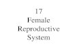 17 Female Reproductive System · 17-01. Scheme showing the female reproductive system. Peritoneum Excavatio vesicouterina Tuba uterina Ovarium Ampulla tubae uterinae Uterus Cavum