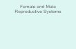 Female and Male Reproductive Systems · Reproductive System: •Producesestrogen. •Produces, stores, and transports ova. •Provides a place for fertilizationto occur. •Protects