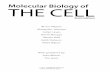 Molecular biology of the cell : [MBOC]Molecular Biology Beganwith aSpotlight on£ coli 22 Summary 22 GENETIC INFORMATION IN EUKARYOTES 23 Eukaryotic Cells MayHaveOriginated asPredators