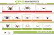 SPIDER IDENTIFICATION CHART - Pest Control Servicescompetitivepestcontrol.com.au/wp-content/uploads/... · SYDNEY FUNNEL-WEB FEMALE SPIDER IDENTIFICATION CHART SYDNEY FUNNEL-WEB MALE