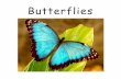 Butterflies - Mustard Seed Books · Butterflies . A butterfly is an insect. It has six legs and four wings. 1 . A butterfly’s body has three parts. The abdomen helps a butterfly