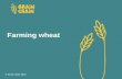 Farming wheat - Grainchain · Farming wheat Autumn/winter In the autumn/winter, the farmer ploughs the field to break up the soil. ... Sown means planted. Farming wheat Growing The