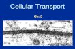 Cellular Transport - harcoboe.com...Cellular Transport Ch. 5 . About Cell Membranes 1.All cells have a cell membrane 2.Functions: a.Controls what enters and exits the cell to maintain