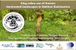 King cobra use of human dominated landscapes in …...2017/07/09  · King cobra use of human dominated landscapes in Nakhon Ratchasima Colin Strine, Cameron Hodges, Surachit Waengsothorn,Pongthep