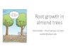 Root growth in almond trees - Stanislaus Countycestanislaus.ucanr.edu/files/279050.pdf · length, nutrient uptake rates, root respiration, root turnover, root age, root exudation.