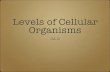 Levels of Cellular Organisms...Whether the organisms is a one-celled amoeba or a gigantic sequoia tree, it is composed of cells. Those organisms that are composed of just one cell