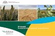 Frost - agric.wa.gov.au › sites › gateway › files... · Pulses and canola are particularly susceptible during pod filling where affected pods have absent, ... mild weather conditions
