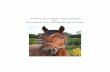 Guide to good animal welfare practice for the keeping, care, training and use of horses · 2020-06-23 · Horses’ need for water depends mainly on the level of activity, ambient