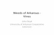 Weeds of Arkansas - Vines › farm-ranch › pest-management › weed › vines.pdfVines John Boyd University of Arkansas Cooperative Extension . Smell Melon, Cucumis melo . Smell