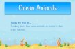 Ocean Animals - stalbansceacademy.com · Ocean animals also have different skin to land animals. Humans and other mammals have skin covered in hair which isn’t designed to be in