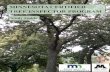 MINNESOTA CERTIFIED TREE INSPECTOR PROGRAM€¦ · Minnesota Certified Tree Inspector Program: Overview, Rules and Regulations History & Overview: Implemented in 1974 in response