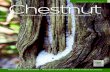 THE JOURNAL OF THE AMERICAN CHESTNUT FOUNDATION · 2018-02-05 · The NEW Journal of The American Chestnut Foundation ~ 1 DEAR CHESTNUT ENTHUSIASTS, 2017 is upon us! As we embark