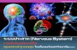 ระบบประสาท (Nervous System) - KruSeksankruseksan.com › book › nervous-system.pdfระบบประสาท (Nervous System) ท าหน าท ควบค