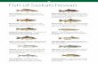 Fish of Saskatchewan FISH OF SASKATCHEWAN · 2020-04-14 · but with leading edge of dorsal fin ahead of anal fin. Average size: less than 0.5 kg (1.1 lb). Splake (Lake trout hybrid)