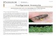 Turfgrass Insects...safe and effective black cutworm management strategies. For information on turfgrass identification, weed, disease, and fertility management, visit the Purdue Turfgrass